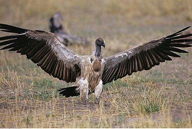 《永劫无间》职业联赛NBPL常规赛6月26日第二双周三排周决赛